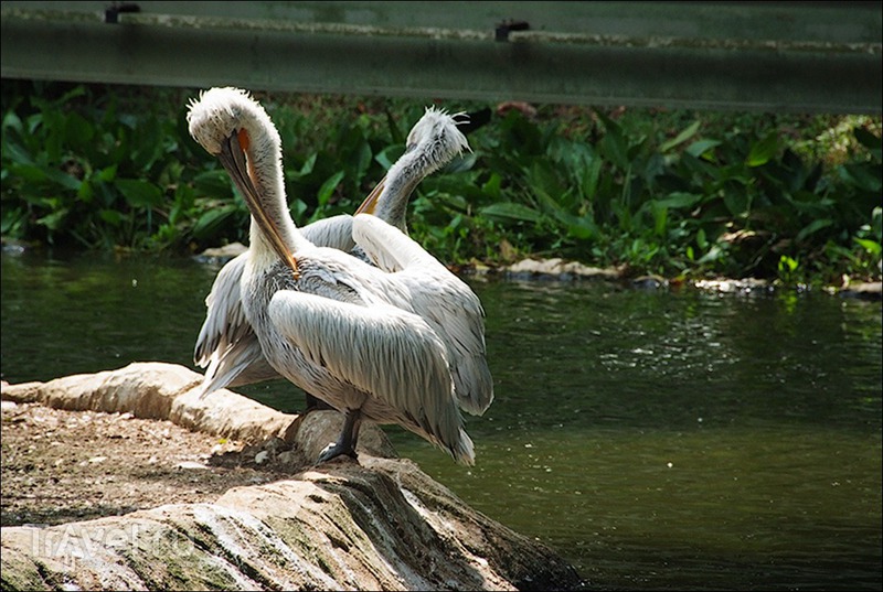 Прогулки по Сингапуру: парк птиц / Сингапур