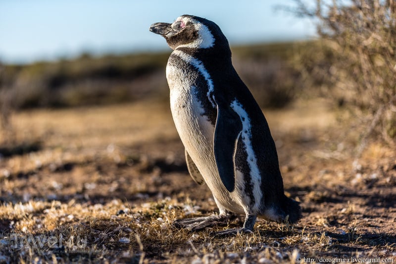 Сплошное пингвинячество / Аргентина