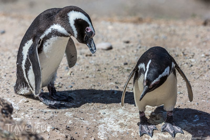 Сплошное пингвинячество / Аргентина