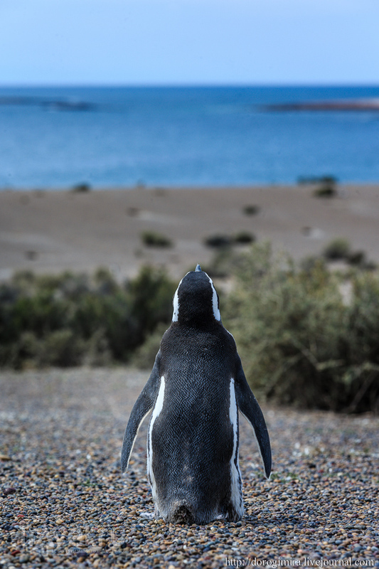 Сплошное пингвинячество - 2 / Аргентина