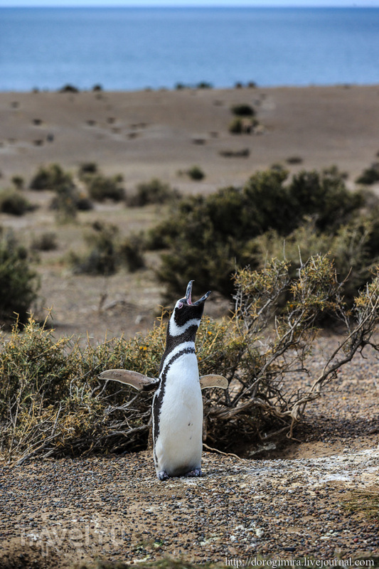 Сплошное пингвинячество - 2 / Аргентина