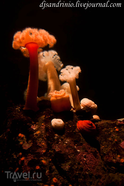 Monterey Bay Aquarium, CA / США