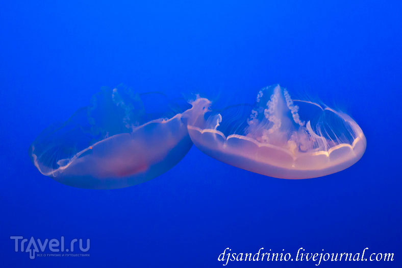 Monterey Bay Aquarium, CA / 