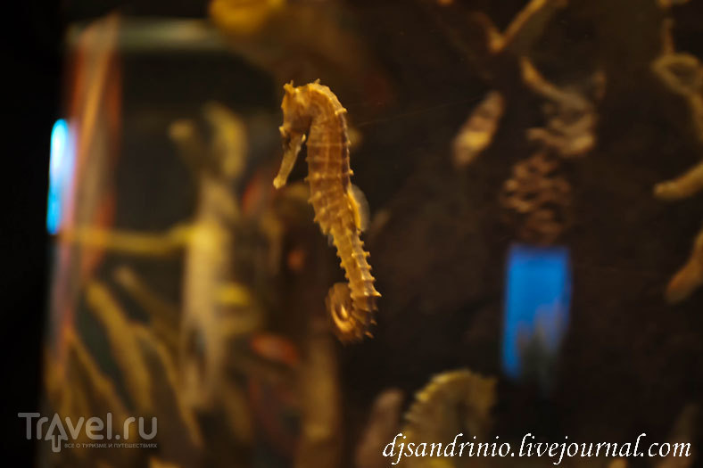 Monterey Bay Aquarium, CA / 