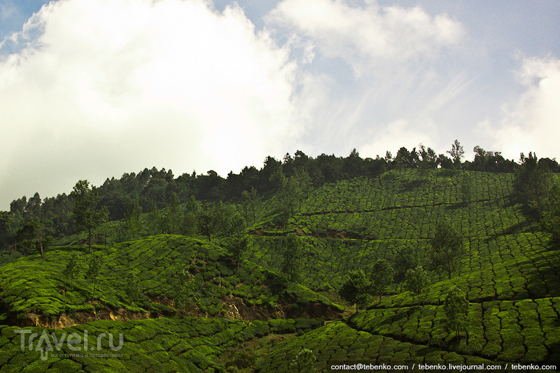 Индия. Керала. Часть 3. Горы Гхат, Муннар и чайные плантации / Индия
