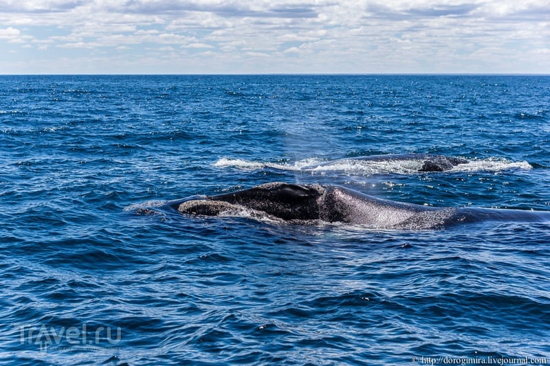 Как мы искали китов / Аргентина