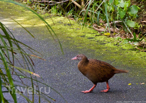 New Zealand. Greymouth / Новая Зеландия