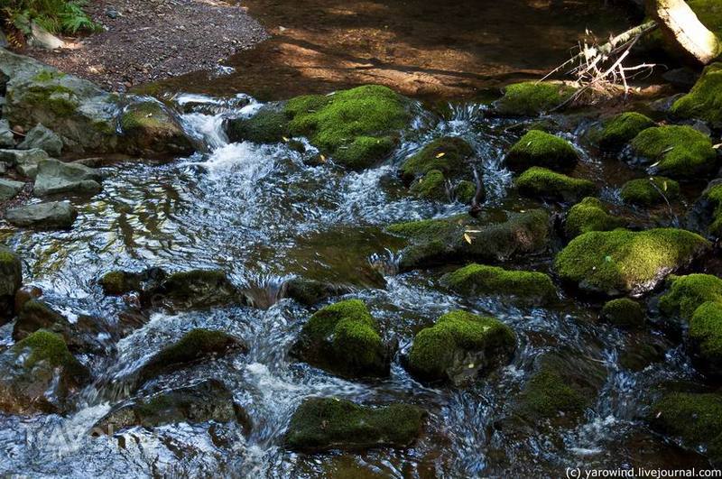 Национальный парк Muir Woods / США