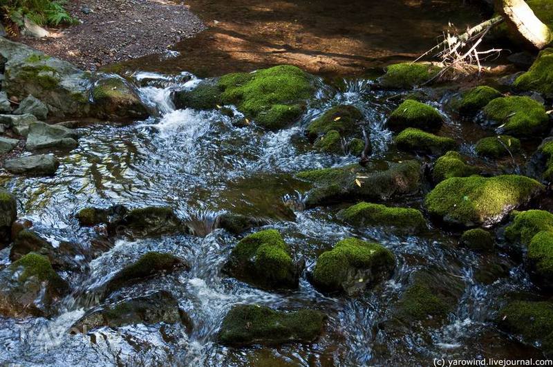   Muir Woods / 