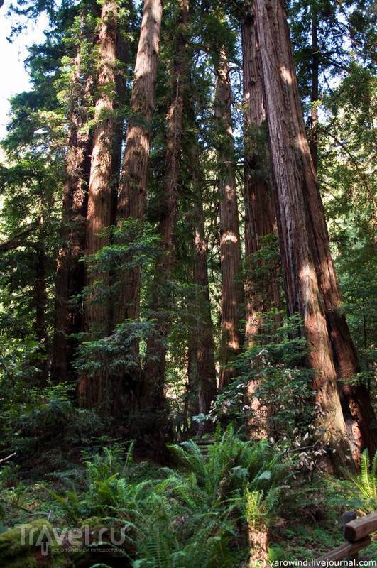 Национальный парк Muir Woods / США