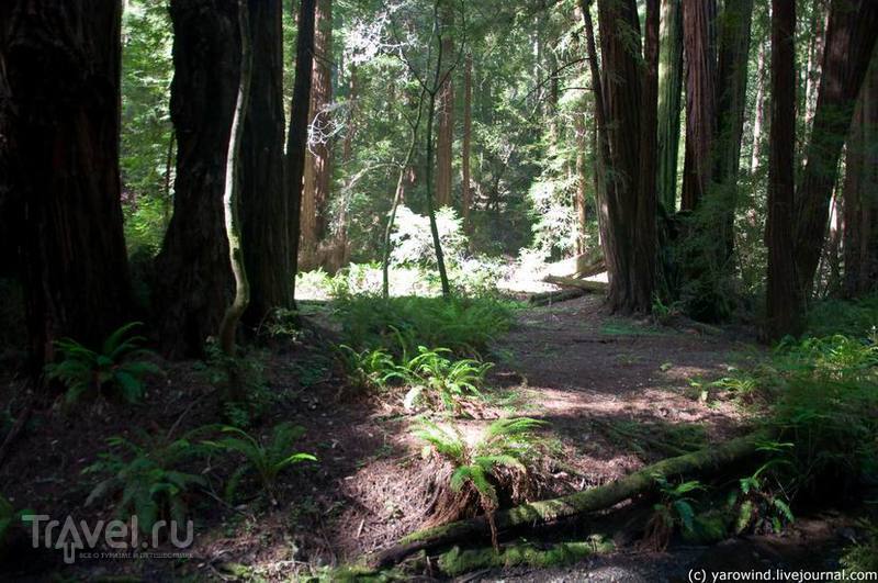 Национальный парк Muir Woods / США