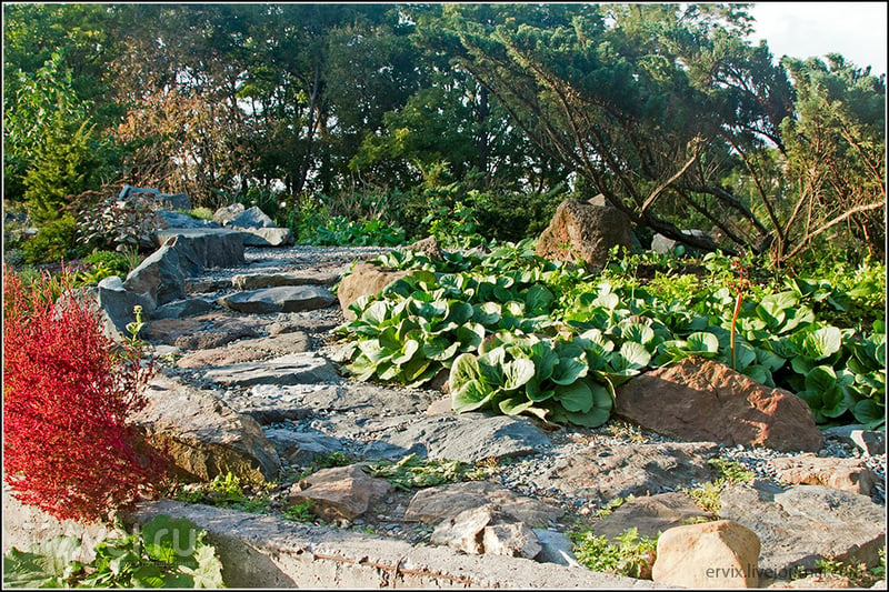 Ботанический сад Владивостока / Фото из России
