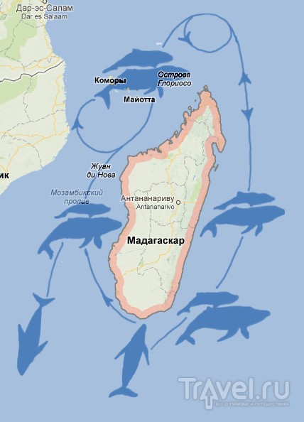 Мадагаскар. Киты / Мадагаскар