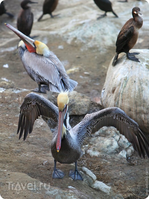 Кровожадные калифорнийские пеликаны / США