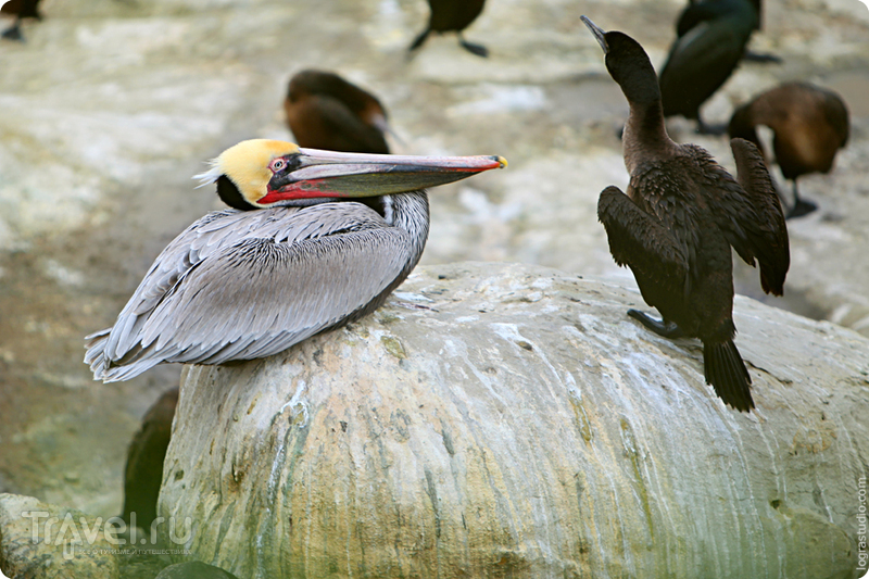 Кровожадные калифорнийские пеликаны / США