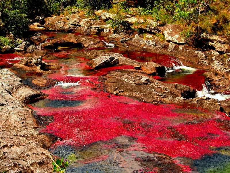 Буйство красок на реке Каньо-Кристалес можно наблюдать в период с июня по ноябрь, Колумбия / Колумбия