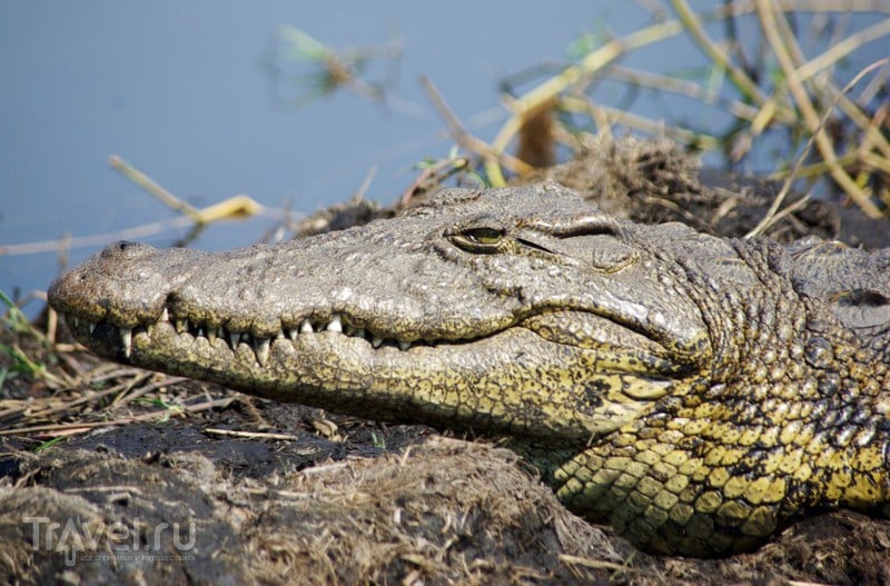 Крокодилы (Африка) / Ботсвана