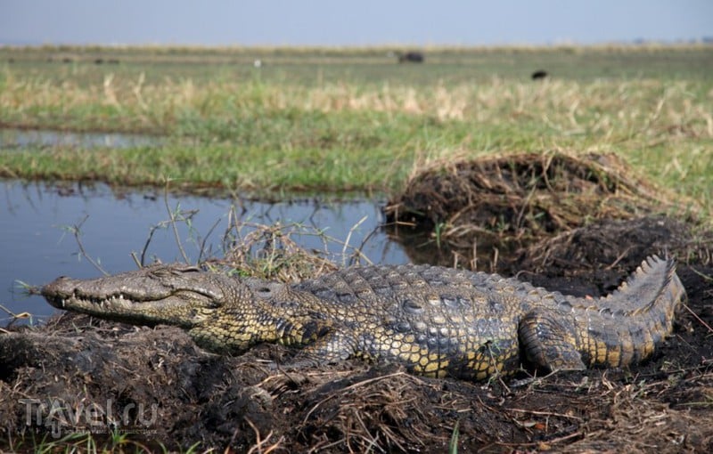 Крокодилы (Африка) / Ботсвана