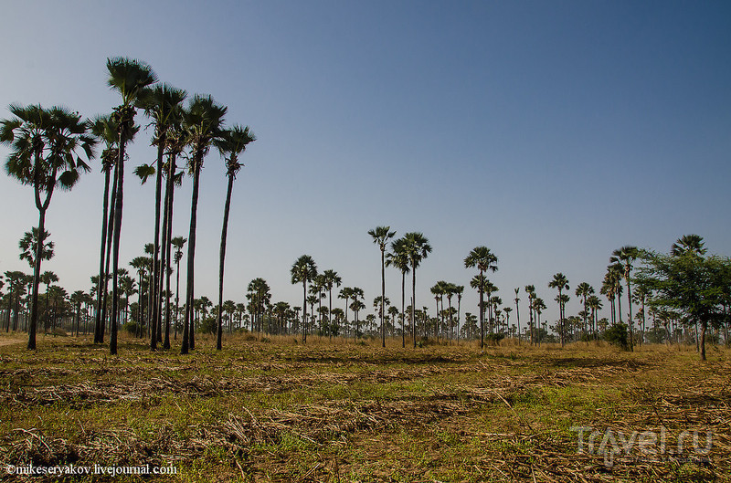 Сенегал. Пальмовый сад. Заключение / Фото из Сенегала