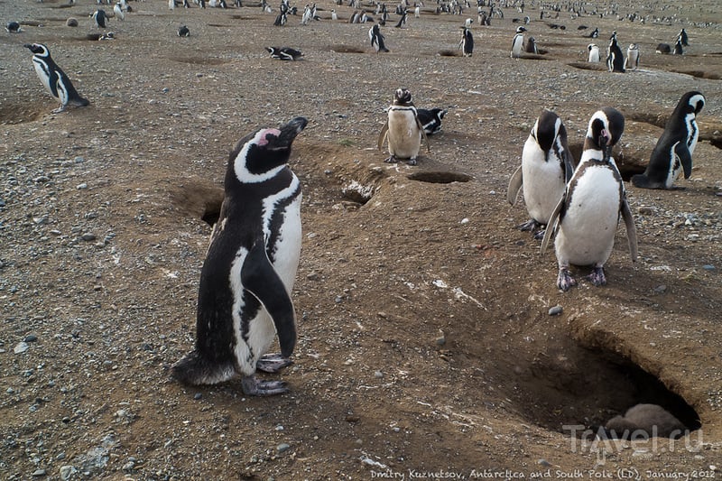 Антарктический дневник - на Большую Землю, про пингвинов, Сантьяго, эпилог / Антарктика