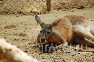 Чиангмайский зоопарк / Таиланд