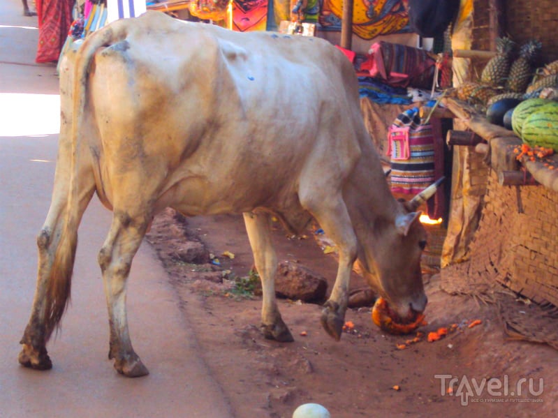 Животные в Индии. Часть первая / Индия