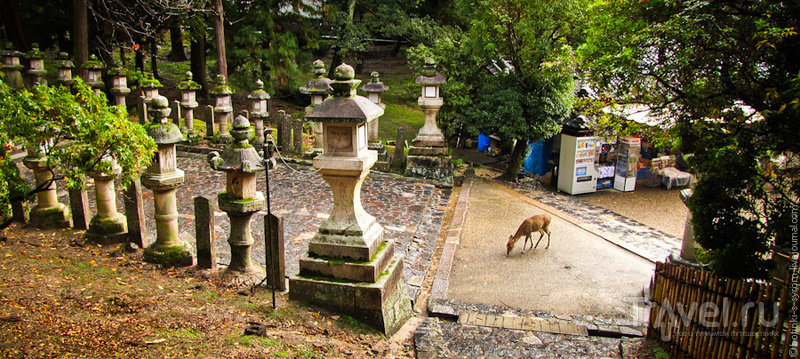 Нара и её олени / Фото из Японии