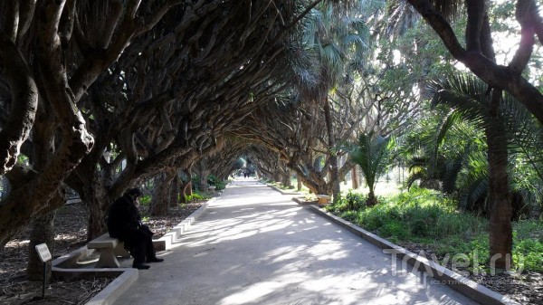 Jardin d'essai du Hamma (Жардан д'эссе), Алжир / Алжир