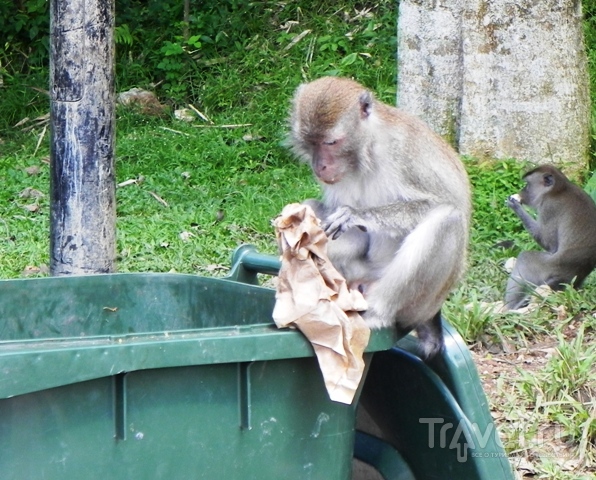 Схватки с обезьянами в пещерах Бату / Малайзия