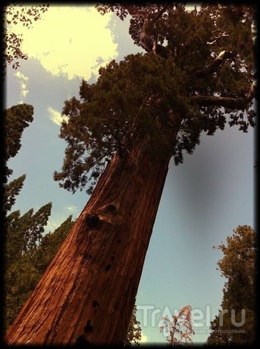Fear and Loathing in Sequoia Park / США