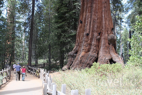 Fear and Loathing in Sequoia Park / 