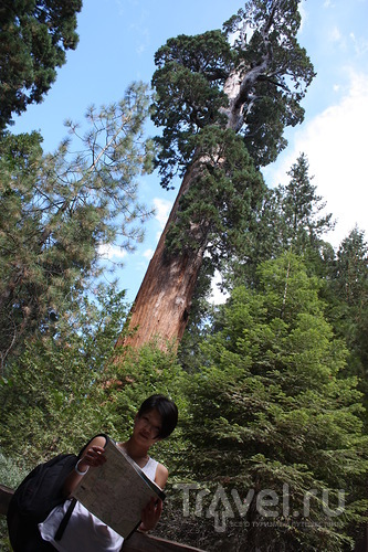 Fear and Loathing in Sequoia Park / 