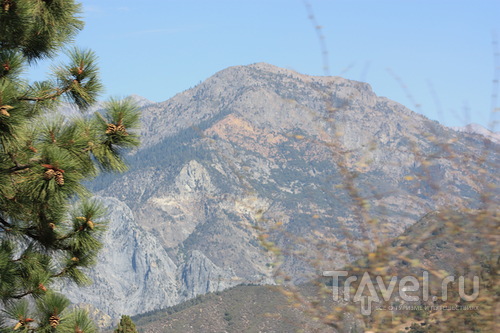 Fear and Loathing in Sequoia Park / 