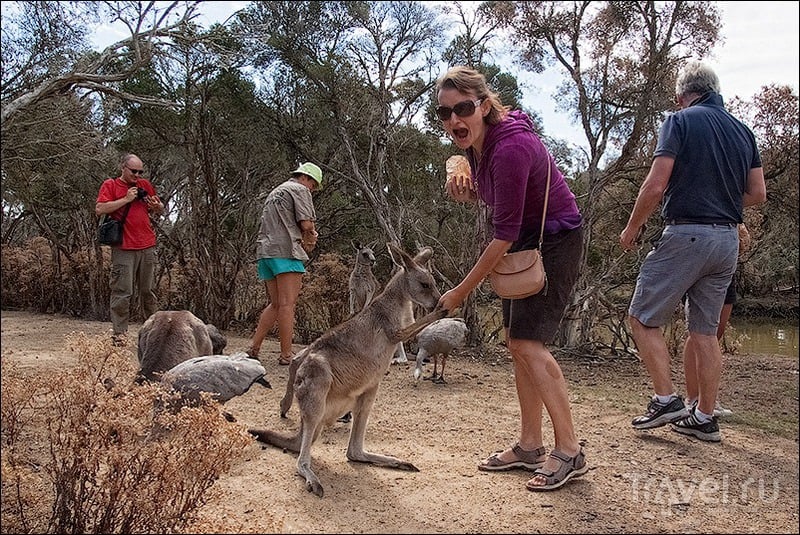 Остров Филлипа: чайки, кенгуру и все-все-все / Австралия