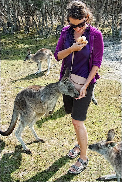 Остров Филлипа: чайки, кенгуру и все-все-все / Австралия