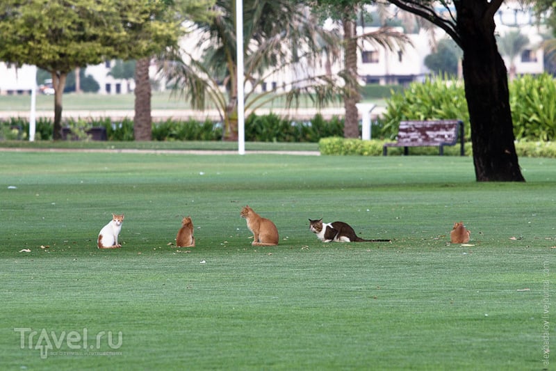 Creekside Park в Дубае и его обитатели / ОАЭ