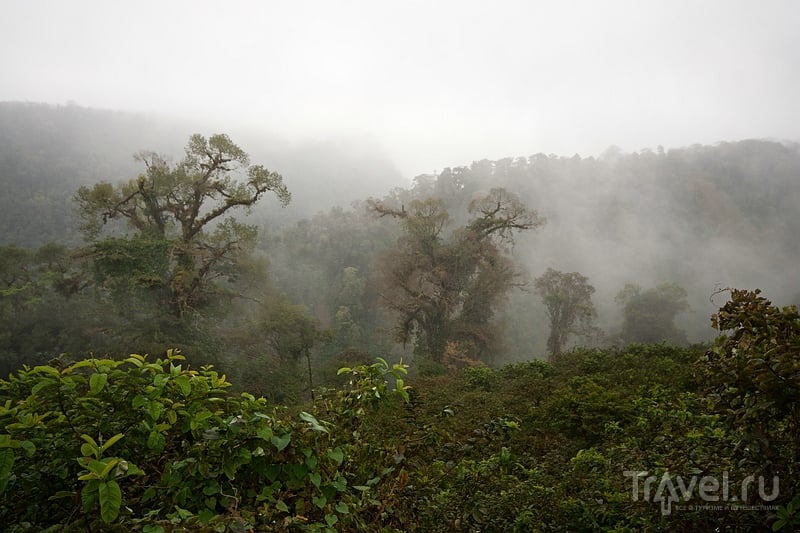 Путешествие по туманной Коста-Рике / Фото из Коста-Рики