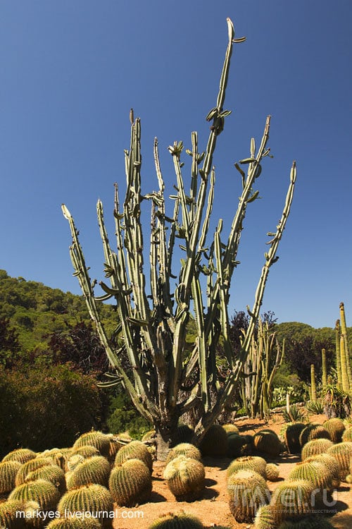 Индейская фига или любовь к кактусам / Фото из Испании
