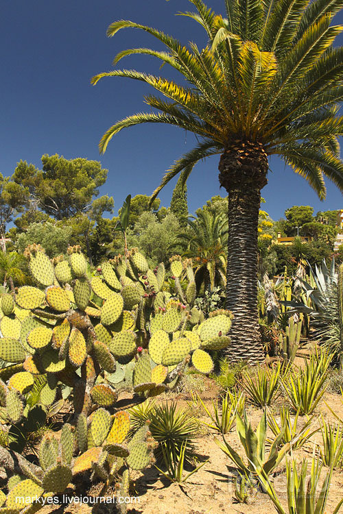 Индейская фига или любовь к кактусам / Фото из Испании