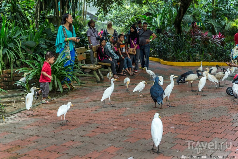 Парк птиц в Куала-Лумпуре / Фото из Малайзии