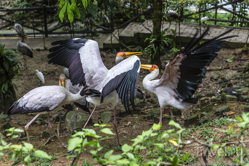 Парк птиц в Куала-Лумпуре / Фото из Малайзии