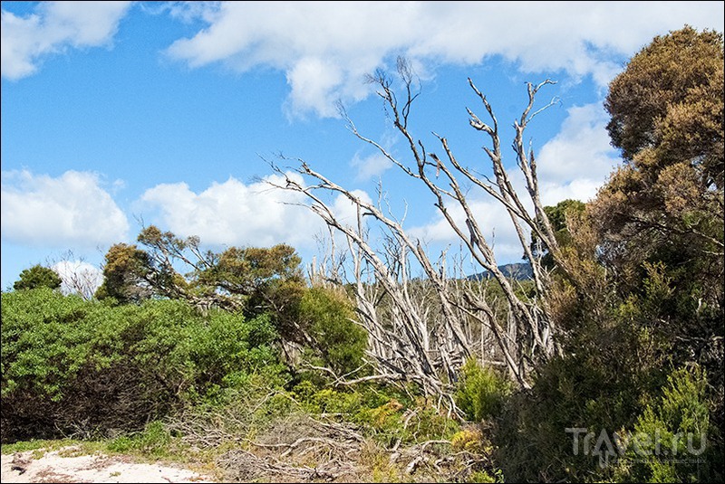 Wilsons Promontory, Australia / Фото из Австралии