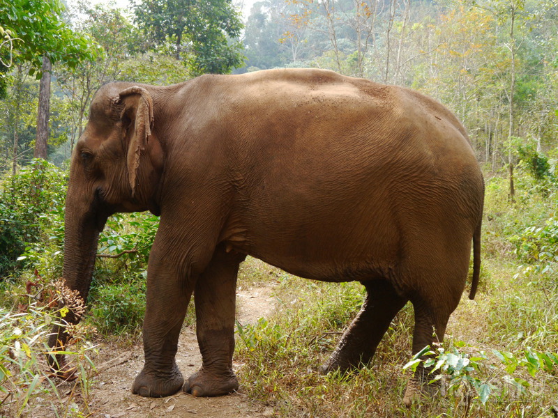 Слоны на пенсии. Камбоджа / Камбоджа