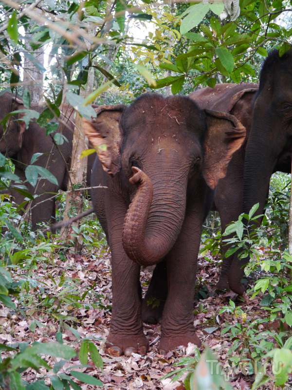 Слоны на пенсии. Камбоджа / Камбоджа