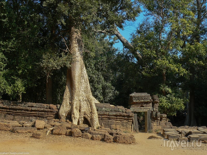 Деревья - пожиратели камней, храм Та Пром и Лара Крофт / Камбоджа