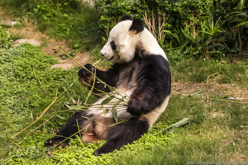 Ocean Park Hong Kong:       /   