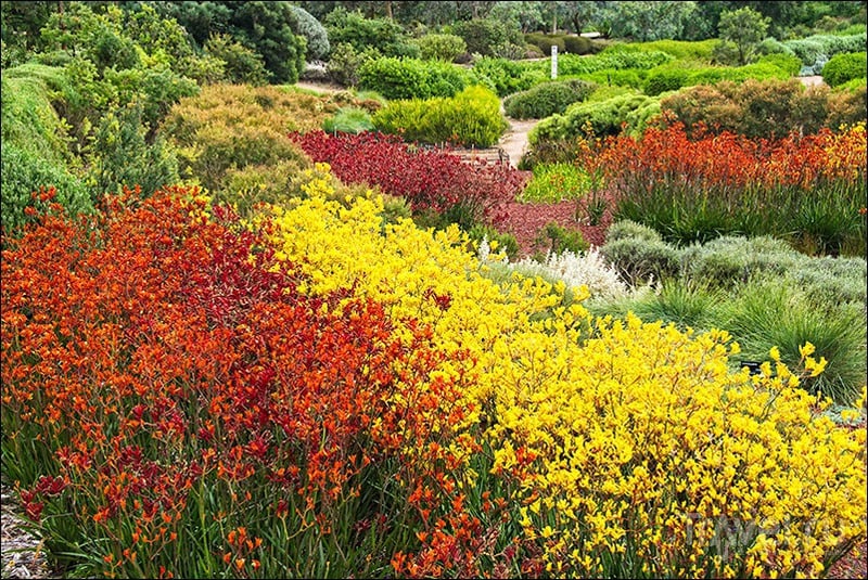 Royal Botanic Gardens, Cranbourne, Australia /   