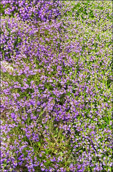 Royal Botanic Gardens, Cranbourne, Australia /   