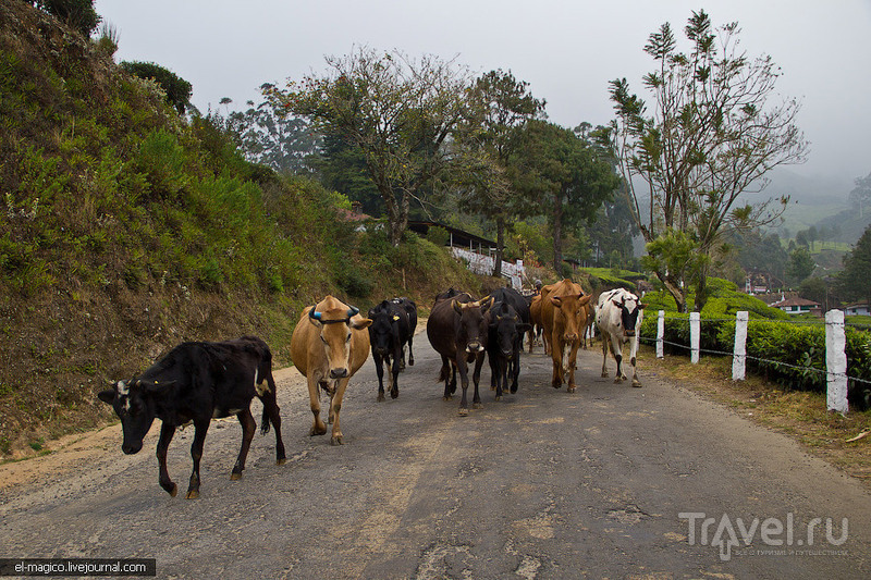 Муннар: прогулка в облаке, работники чайных плантаций и сандаловые деревья / Фото из Индии