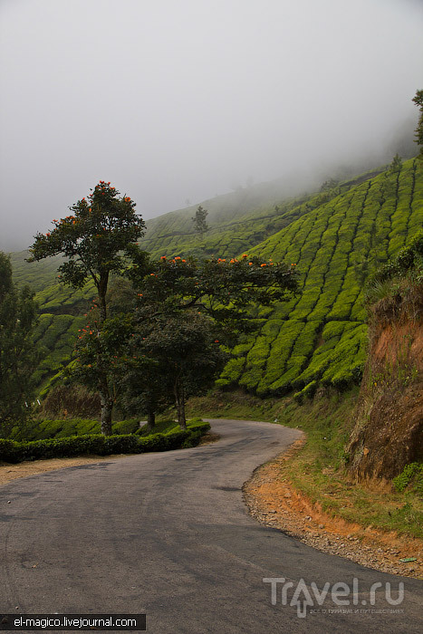Муннар: прогулка в облаке, работники чайных плантаций и сандаловые деревья / Фото из Индии